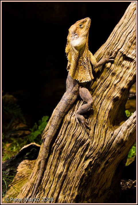 WV8X8388.jpg - Australian reptiles, Sydney, Australia.